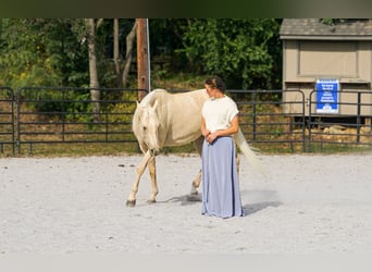 American Quarter Horse, Merrie, 4 Jaar, 150 cm, Palomino