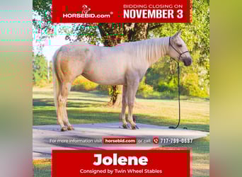 American Quarter Horse, Merrie, 4 Jaar, 150 cm, Palomino