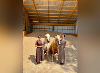 American Quarter Horse, Merrie, 4 Jaar, 150 cm, Palomino