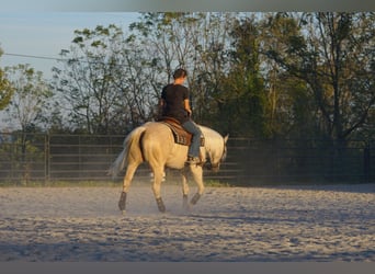 American Quarter Horse, Merrie, 4 Jaar, 150 cm, Palomino