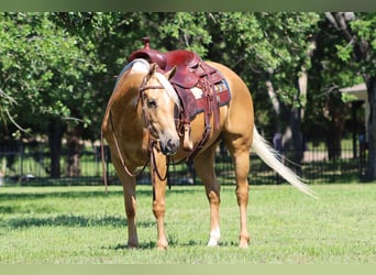 American Quarter Horse, Merrie, 4 Jaar, 150 cm, Palomino