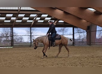 American Quarter Horse, Merrie, 4 Jaar, 150 cm, Palomino