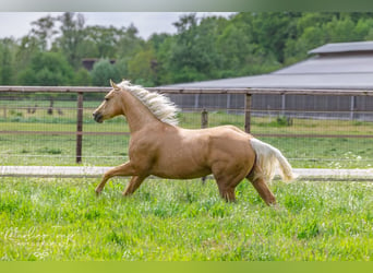 American Quarter Horse, Merrie, 4 Jaar, 150 cm, Palomino