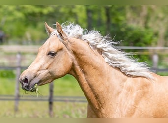 American Quarter Horse, Merrie, 4 Jaar, 150 cm, Palomino