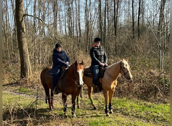 American Quarter Horse, Merrie, 4 Jaar, 150 cm, Palomino