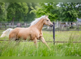 American Quarter Horse, Merrie, 4 Jaar, 150 cm, Palomino