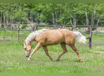 American Quarter Horse, Merrie, 4 Jaar, 150 cm, Palomino