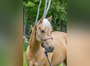 American Quarter Horse, Merrie, 4 Jaar, 150 cm, Palomino