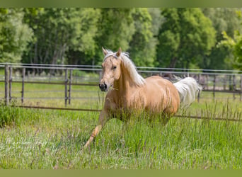 American Quarter Horse, Merrie, 4 Jaar, 150 cm, Palomino