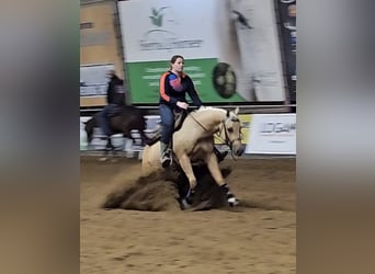 American Quarter Horse, Merrie, 4 Jaar, 150 cm, Palomino