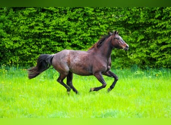 American Quarter Horse, Merrie, 4 Jaar, 150 cm, Roan-Bay