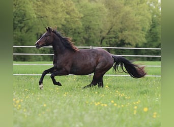 American Quarter Horse, Merrie, 4 Jaar, 150 cm, Roan-Bay