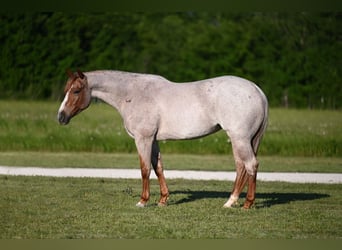 American Quarter Horse, Merrie, 4 Jaar, 150 cm, Roan-Red