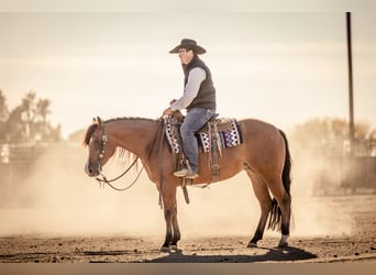 American Quarter Horse, Merrie, 4 Jaar, 150 cm, Roodbruin