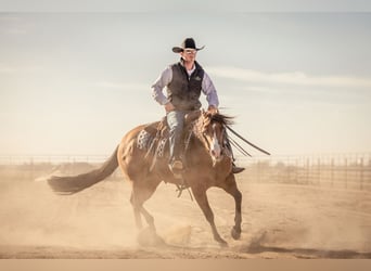 American Quarter Horse, Merrie, 4 Jaar, 150 cm, Roodbruin