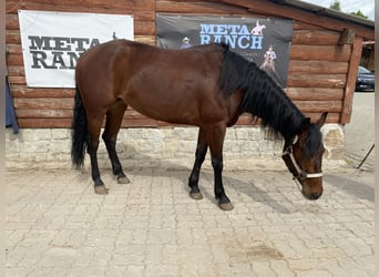 American Quarter Horse, Merrie, 4 Jaar, 150 cm, Roodbruin