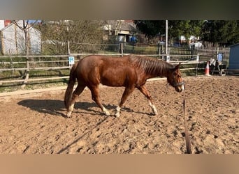 American Quarter Horse, Merrie, 4 Jaar, 150 cm, Vos