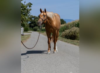American Quarter Horse, Merrie, 4 Jaar, 150 cm, Vos
