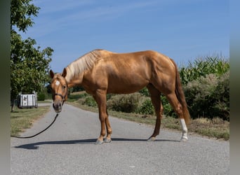 American Quarter Horse, Merrie, 4 Jaar, 150 cm, Vos