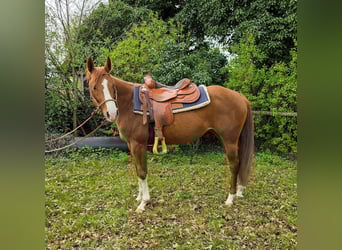 American Quarter Horse, Merrie, 4 Jaar, 150 cm, Vos