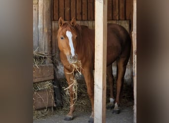 American Quarter Horse, Merrie, 4 Jaar, 150 cm, Vos