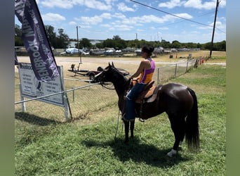 American Quarter Horse, Merrie, 4 Jaar, 150 cm, Zwart