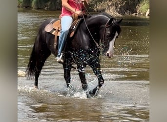 American Quarter Horse, Merrie, 4 Jaar, 150 cm, Zwart