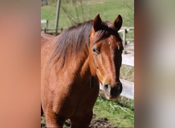 American Quarter Horse, Merrie, 4 Jaar, 151 cm, Donkere-vos
