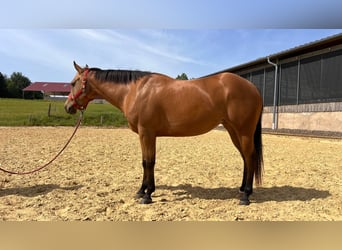 American Quarter Horse, Merrie, 4 Jaar, 152 cm, Buckskin