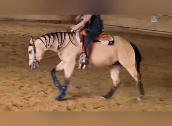 American Quarter Horse, Merrie, 4 Jaar, 152 cm, Buckskin