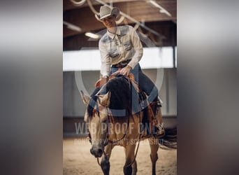 American Quarter Horse, Merrie, 4 Jaar, 152 cm, Buckskin