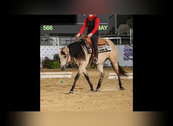 American Quarter Horse, Merrie, 4 Jaar, 152 cm, Buckskin