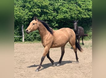 American Quarter Horse, Merrie, 4 Jaar, 152 cm, Buckskin