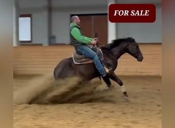 American Quarter Horse, Merrie, 4 Jaar, 152 cm, Donkere-vos