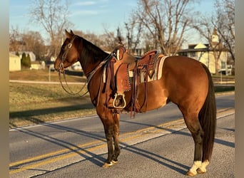 American Quarter Horse, Merrie, 4 Jaar, 152 cm, Falbe
