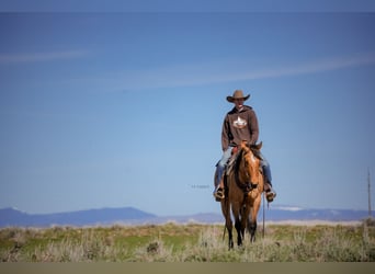 American Quarter Horse, Merrie, 4 Jaar, 152 cm, Falbe