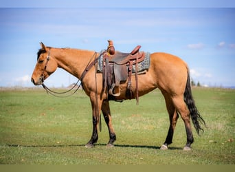 American Quarter Horse, Merrie, 4 Jaar, 152 cm, Falbe