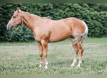 American Quarter Horse, Merrie, 4 Jaar, 152 cm, Palomino