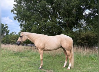 American Quarter Horse, Merrie, 4 Jaar, 152 cm, Palomino