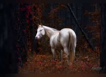 American Quarter Horse, Merrie, 4 Jaar, 152 cm, Perlino