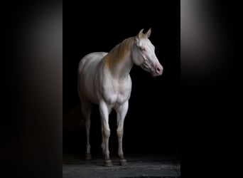 American Quarter Horse, Merrie, 4 Jaar, 152 cm, Perlino