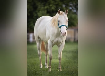 American Quarter Horse, Merrie, 4 Jaar, 152 cm, Perlino