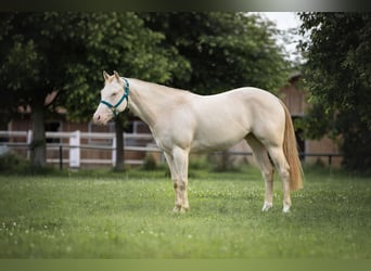 American Quarter Horse, Merrie, 4 Jaar, 152 cm, Perlino