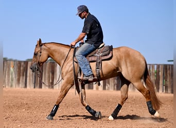 American Quarter Horse, Stute, 4 Jahre, 152 cm, Red Dun