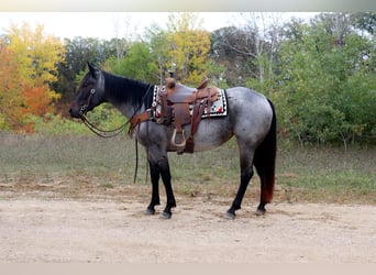 American Quarter Horse, Merrie, 4 Jaar, 152 cm, Roan-Bay