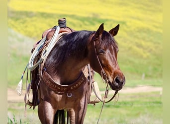 American Quarter Horse, Merrie, 4 Jaar, 152 cm, Roan-Bay