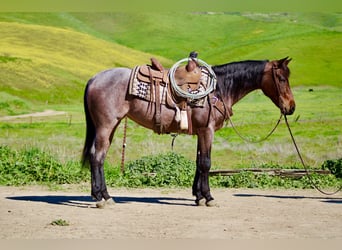 American Quarter Horse, Merrie, 4 Jaar, 152 cm, Roan-Bay