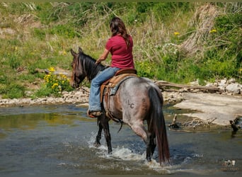 American Quarter Horse, Merrie, 4 Jaar, 152 cm, Roan-Bay