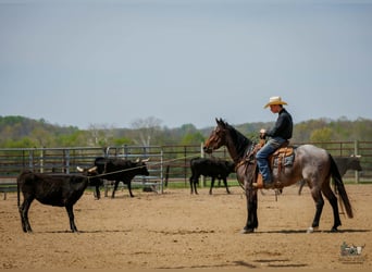 American Quarter Horse, Merrie, 4 Jaar, 152 cm, Roan-Bay