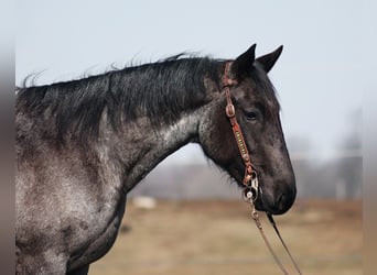 American Quarter Horse, Merrie, 4 Jaar, 152 cm, Roan-Blue